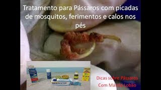 Tratamento para Pássaros com picadas de mosquitos ferimentos e calos nos pés [upl. by Ydnak429]