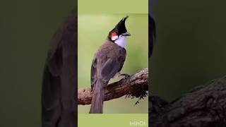 red whiskered bulbul call shortsfeed bulbul wildbirdlife nature gardening [upl. by Eekram216]