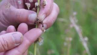 Anlage einer Naturwiese mit der HeublumenMethode Juni 2014 [upl. by Ydassac]