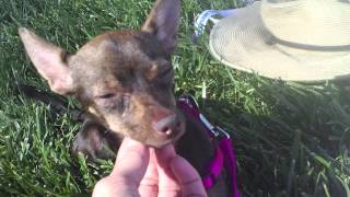 Long Legged Sweet Pea a Deer Chihuahua Looking For a Home [upl. by Anigar]