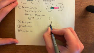 Integrins Part 2 [upl. by Ramo689]