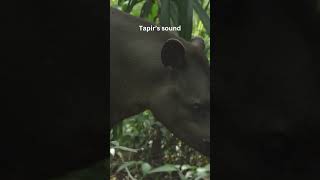 Tapirs sound tapir soundofnature shortvideo animals mamals sound shortsfeed wikipedia [upl. by Roman141]