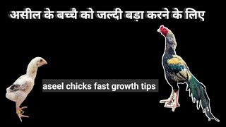 असील मुर्गी के बच्चो को जल्दी बड़ा करने के लिए  aseel chicks fast growth tips [upl. by Hewes]