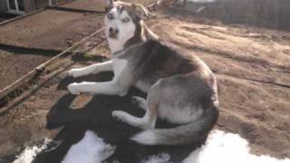 The most stupid husky dog video ever [upl. by Egan]