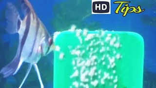 Angelfish Breeding simple Tips  Life cycle within 4 min [upl. by Nnailuj]