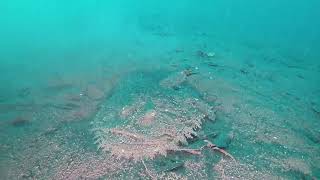 【映像記録】湾内正面右側水深25mでアンコウに遭遇する Goosefish [upl. by Luise]