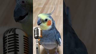 Adorable Cockatiel Sings His Heart Out 😍 cockatielscraze [upl. by Schiff162]