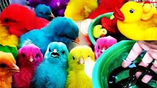 Tangkap Ayam Lucu 🐣🌈 Ayam Warna Warni Ayam Rainbow Gokil Bebek Kura KuraHewan Lucu Seru Sekali [upl. by Irisa]