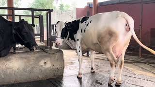 HF Cows ForSale ChopraDairyFarm Punjab DairyFarm ABS Denmark Wws Breed Farm 7009645902 [upl. by Wurster]