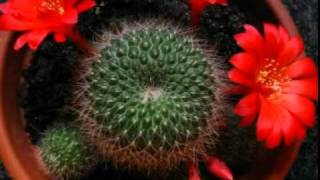 Rebutia minuscula  Testing Time Lapse [upl. by Idnas]