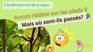 Filage ou coulure  Bref il ny a pas de raisins cette année [upl. by Quent]