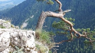 Pieniny  Sokolica  Pieniński Park Narodowy  Szczawnica  Polska  Dunajec [upl. by Gunning]