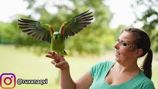 Meeting Free Flying Amazon Parrots for the First Time [upl. by Adaval]