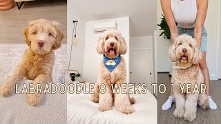 Labradoodle 8 weeks to 1 year  Tuna The Labradoodle [upl. by Ysabel]