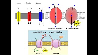 Active Transport Primary amp Secondary [upl. by Irod916]