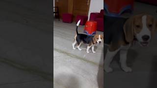 brody ka naya bowl ♥️♥️🧿🤗 beagle shortvideo beaglepuppy brody06 [upl. by Snevets]