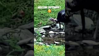 September is here 🍁🌻in Pigeon Forge amp Gatlinburg Tennessee smokymountains fall wildlife [upl. by Lorraine]