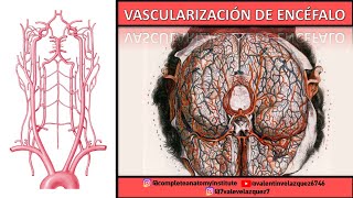 VASCULARIZACIÓN DEL ENCÉFALO  Polígono de Willis vena de Galeno vena basilar de Rosenthal LCR [upl. by Ednutey]