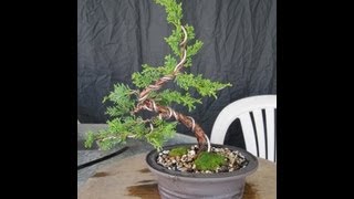 How To Make A Juniper Bonsai For Under 3000 [upl. by Eltsyrk260]