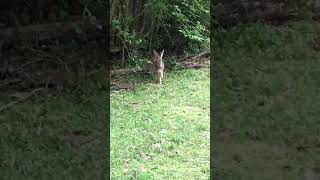 Cottontail Rabbit brightening up the yard above the Harpeth River Tennessee USA 🎶 tnrabbits [upl. by Enneirdna]