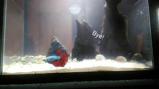 NANO TANK BETTA FISH amp FEATHERFIN CATFISH 25G [upl. by Autumn6]