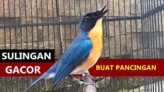 Suara burung tledekan pring jantan GACOR MASTERAN Terbaik sulingan bakau amp SRDC agar cepat NGEPLONG [upl. by Nosreh678]