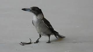 Grey Butcherbird n Legless Lizard Hervey Bay Qld [upl. by Gilder]