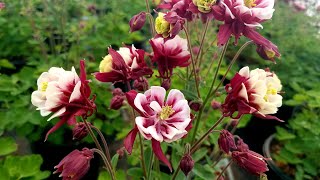 Aquilegia Winky Double Red amp White Columbine  Superb spring flowering Perennial [upl. by Gris]