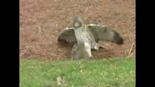 Hawk hunts down squirrel [upl. by Gun]