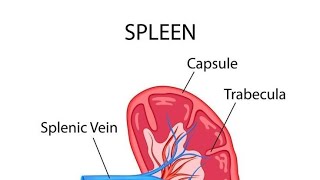 thalassemia and spleen [upl. by Moncear]