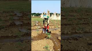 Irrigation in Tomato Field shorts [upl. by Ahsinit]