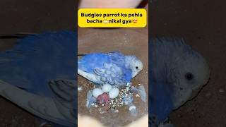 Budgies parrot ka pehla bacha🐣nikal gya😍 petlover minivlog budgiesvlog pigeon budgiesfam [upl. by Arikihs]