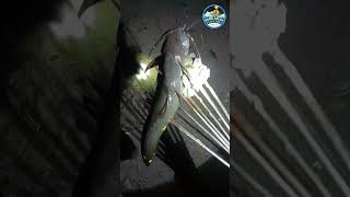 Catfish Fishing In Teta catfishing catfish shingmach fishing nightfishing viralshort shorts [upl. by Eart502]