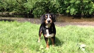 Lets Go Swimming Alfie the Entlebucher Mountain Dog shows the way [upl. by Garek]