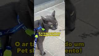 Marshall fazendo uma análise cachorrológica 🤣gatos gatosengraçados trigatos theycantalk [upl. by Garneau944]