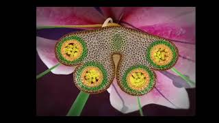 reproduction in flowering plants class 12 in 3D animation complete chapter in one short [upl. by Eniarda]