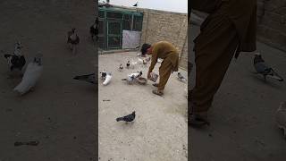 Kabotar Bazi Video youtube pigeon birds viral shorts newsong trending [upl. by Allenrad]