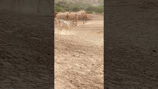 Camel to camel fast reaning ll thr animals camelinthedesert [upl. by Dnalon]