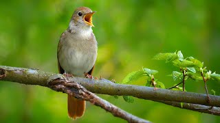 Nightingale Singing The Best Bird Song in the World  Luscinia megarhynchos [upl. by Ardnot]