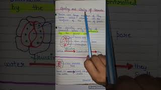 Opening and closing of stomata  opening and closing of stomata class 10  life processes class 10 [upl. by Sergias]