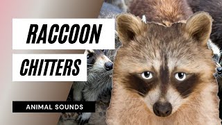 The Animal Sounds Raccoon Chitters  Sound Effect  Animation [upl. by Manning576]