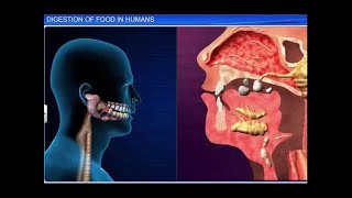 CBSE Class 11 Biology  Digestion of Food [upl. by Aicac616]