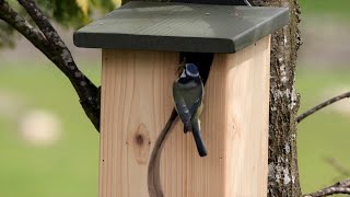 Top tips for putting up a nest box in your garden [upl. by Earazed330]