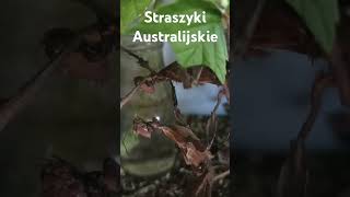 Straszyki Australijskie [upl. by Kyriako]