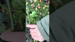 Rose Propagation Skill Cutting SemiWood Branch 45 Degrees then Propagate it in River Sand [upl. by Joab156]