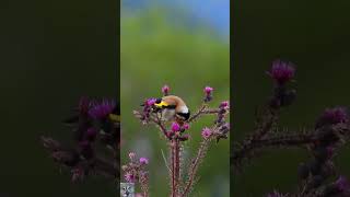 European goldfinchStillitsЧерноголовый щеголChardonneret élégantCarduelis carduelis shorts [upl. by Ulphia]