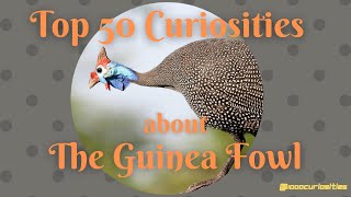 Top 50 Curiosities about the Guinea Fowl [upl. by Patricio]