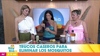 Truquitos caseros prepara repelentes de mosquitos [upl. by Prager]