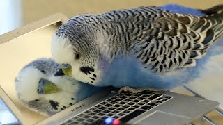 Budgerigar makes friends with reflection in miniature laptop [upl. by Enrica]