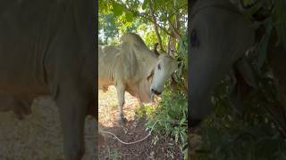 Cómo inyectar toro bravo gyr elsalvador toro cow animals viral ganado vaca indubrasil sev [upl. by Mailand529]